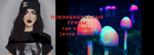 стаф Алзамай